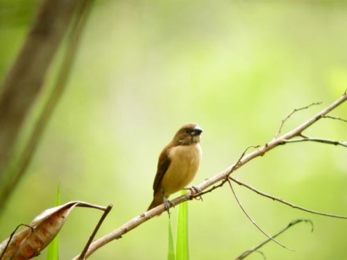 Chestnut Munia.juvenile