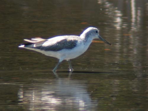 Common greenshank