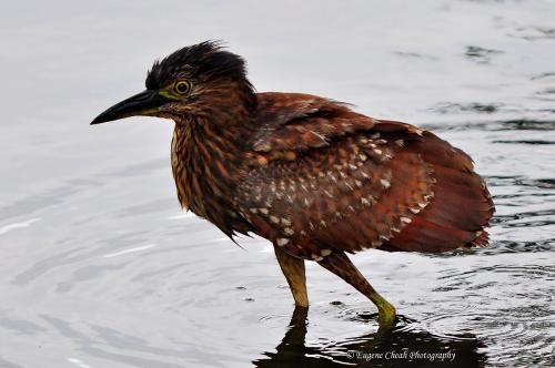 Juvenile Rufous Night heron