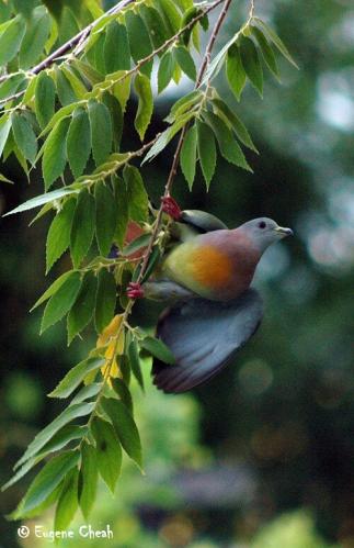 Pink-necked pigeon2