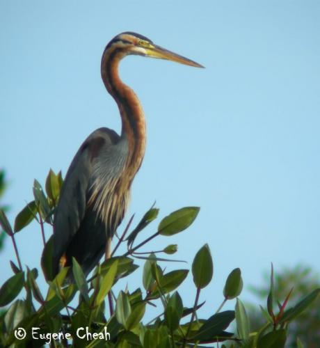 Purple heron1