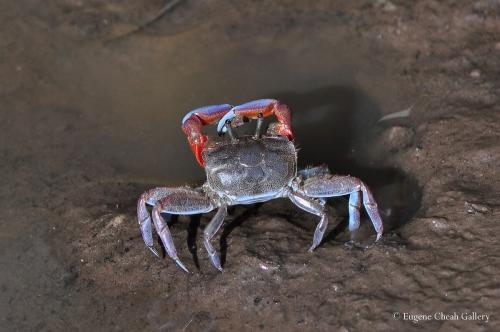 Red silt crab