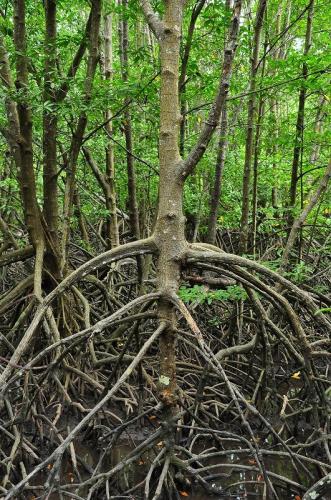 Rhizophora apiculata - stilt roots