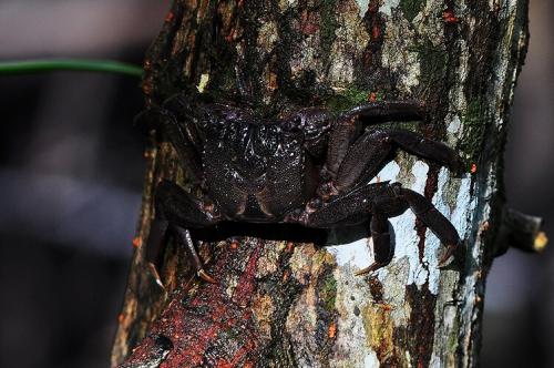 Tree climbing Crabsx