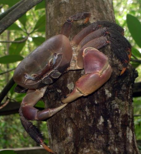 Tree climbing crab