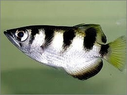 XArcher fish