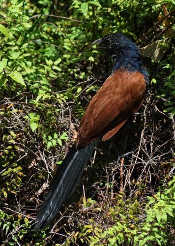 XLesser Coucal