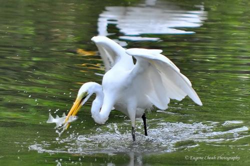 great egret (migratory)