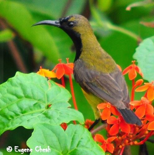 olive backed sunbird male