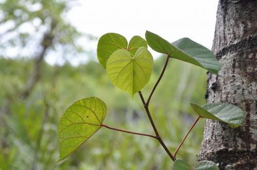 Plants | Kota Kinabalu Wetland
