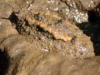 mangrove-slug mangrove-slug