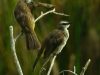 Yellow Vented Bulbul Yellow Vented Bulbul