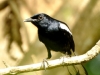 Magpie Robin